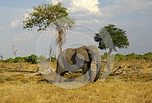 African Elephant