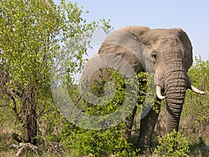 African elephant photo