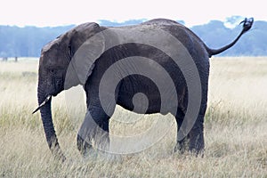 African Elephant