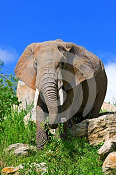 African elephant