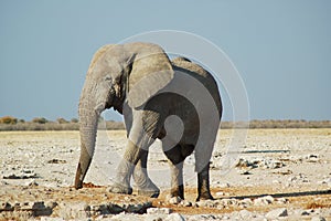 African elephant