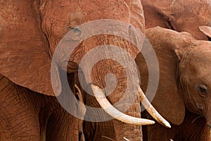 African Elephant