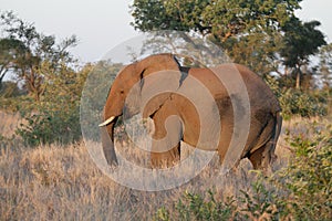 African elephant