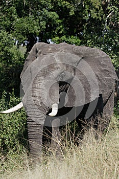 African elephant