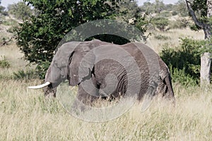 African elephant