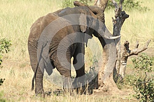 African elephant