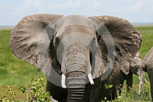 African Elephant