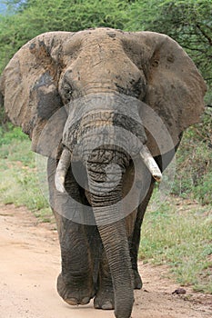 African elephant