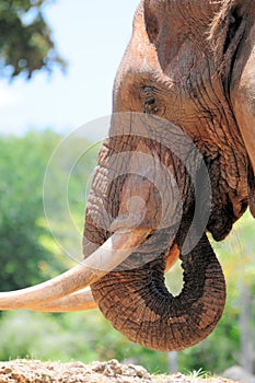 African elephant