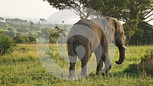 African Elephant