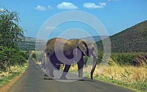 African elephant