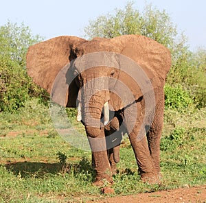 African elephant