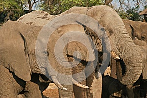 African Elephant #3