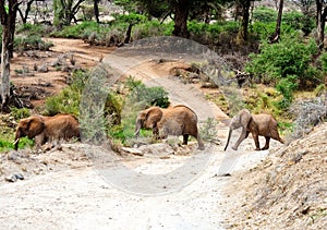 African elephant