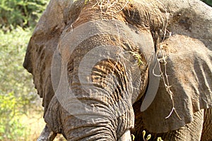 African Elephant