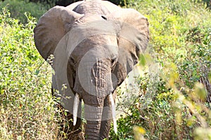 African Elephant