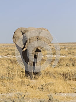 African elephant