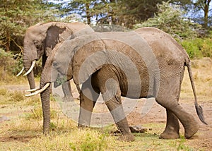 African Elephant