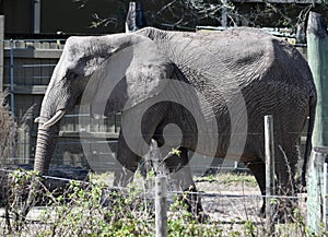 An African Elephant 4