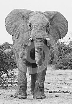 African elephant