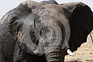 African Elephant