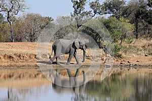 African Elephant