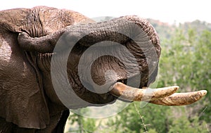 African elephant