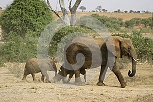 African Elephant