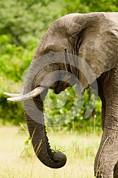 African Elephant