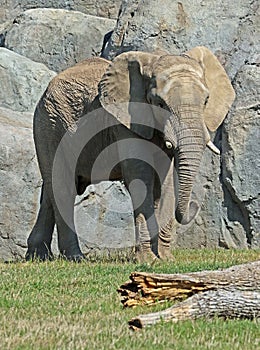 African Elephant