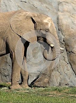 African Elephant