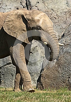 African Elephant