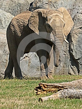 African Elephant