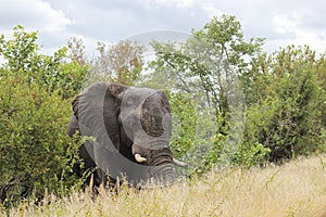 African elephant