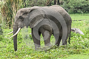 African Elephant