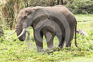 African Elephant