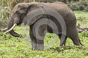 African Elephant