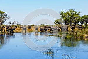 African elephant Africa safari wildlife and wilderness