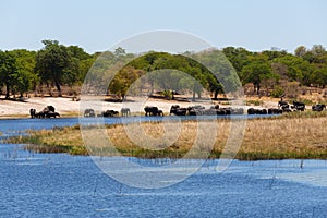 African elephant Africa safari wildlife and wilderness