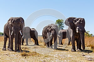 African elephant Africa safari wildlife and wilderness