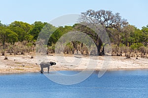 African elephant Africa safari wildlife and wilderness