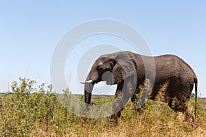 African elephant Africa safari wildlife and wilderness