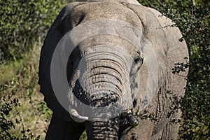 African elephant in the African savannah of South Africa is the biggest herbivore on earth and lives in the African wildlife