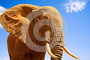 African elephant against blue background