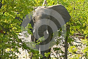 African Elephant on alert