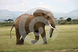 African elephant in Amboseli