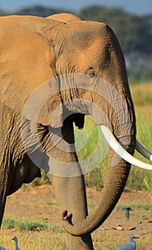 African elephant, Amboseli National Park, Kenya