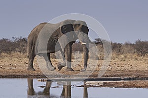African elephant approaching a waterhole