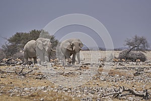 African elephant approaching a waterhole
