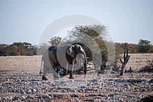 African Elephant approaching a waterhole